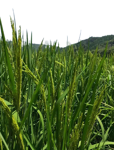 安徽“巨型稻”水稻“丰超6号”，高达1.9米